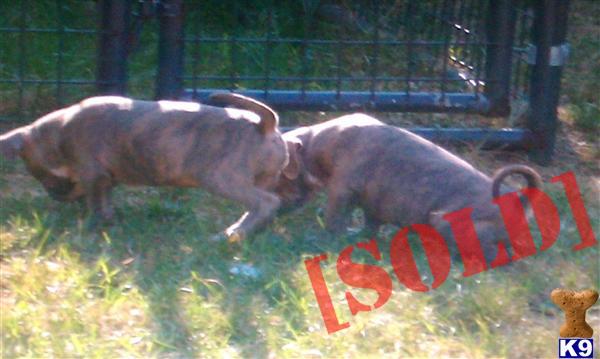 American Pit Bull Terrier, 100 Razor Edge Bullies, UKC register